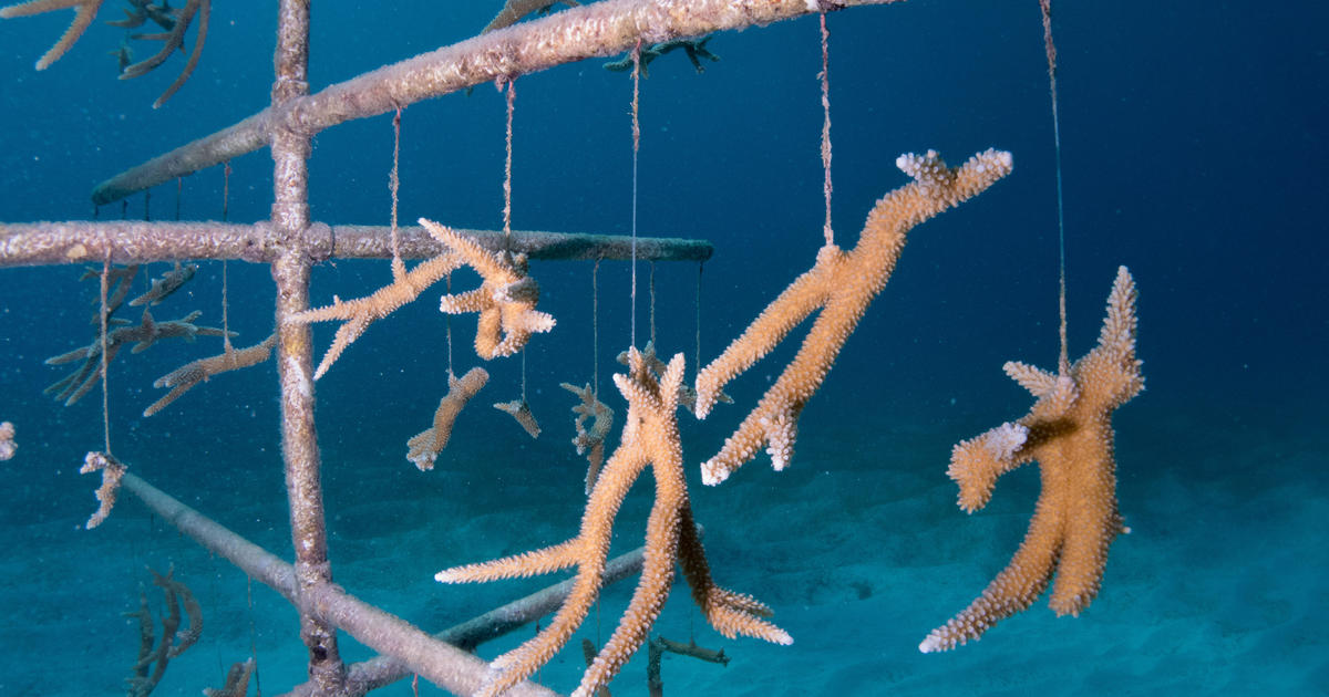 Scientists are creating stronger coral reefs in record time – by "gardening" underwater - CBS News